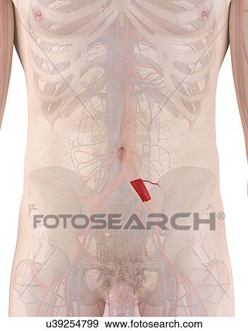 Stock Photo - Human artery, computer illustration.. Fotosearch