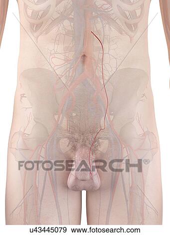 Stock Photo - Human artery, computer illustration.. Fotosearch