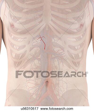 Stock Photo - Human artery, computer illustration.. Fotosearch