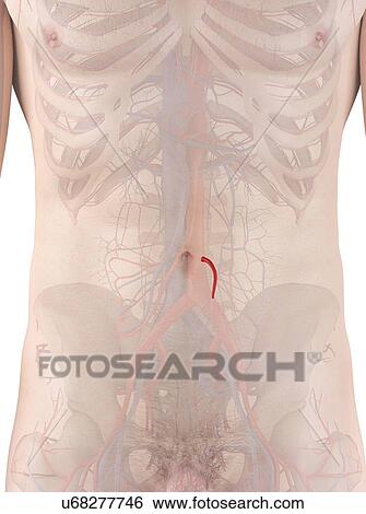 Stock Photograph - Human artery, computer illustration.. Fotosearch