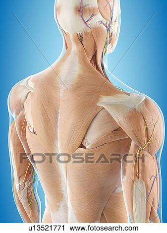 Stock Image - Human back anatomy, computer illustration.. Fotosearch