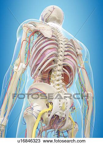 Stock Image - Human back anatomy, computer illustration.. Fotosearch