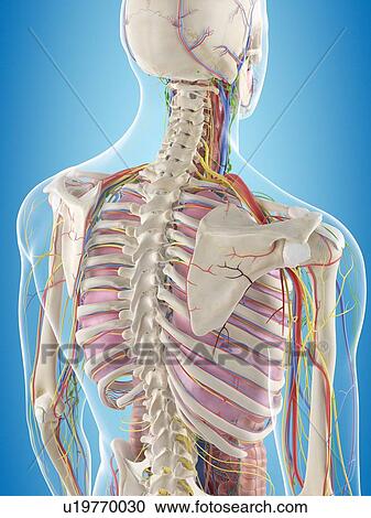 Human back anatomy, computer illustration. View Large Photo Image Stock Image - Human back anatomy, computer illustration.. Fotosearch