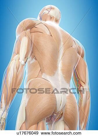 Human back anatomy, computer illustration. View Large Photo Image Stock Photo - Human back anatomy, computer illustration.. Fotosearch