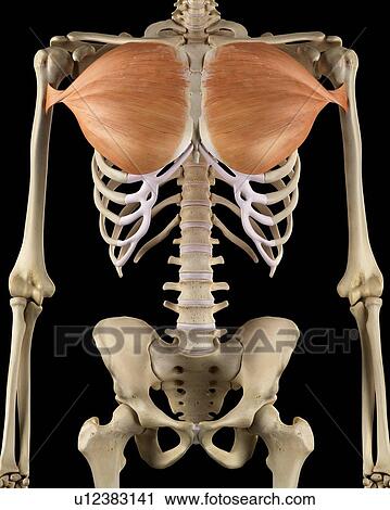 Stock Image - Human back muscles, computer illustration.. Fotosearch