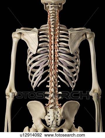 Human back muscles, computer illustration. View Large Photo Image Stock Image - Human back muscles, computer illustration.. Fotosearch