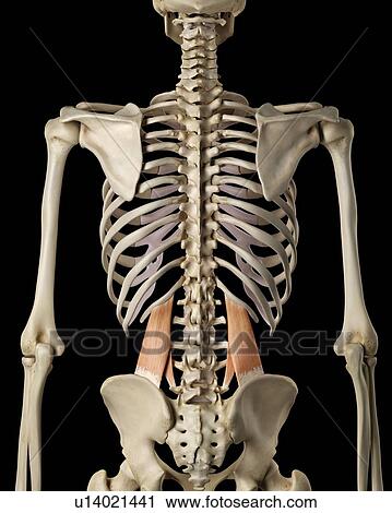 Human back muscles, computer illustration. View Large Photo Image Stock Image - Human back muscles, computer illustration.. Fotosearch