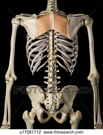 Stock Image - Human back muscles, computer illustration.. Fotosearch