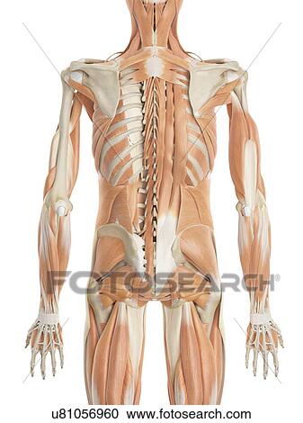 Human back muscles, computer illustration. View Large Photo Image Stock Image - Human back muscles, computer illustration.. Fotosearch