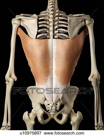 Stock Photo - Human back muscles, computer illustration.. Fotosearch