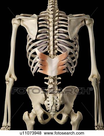 Stock Photo - Human back muscles, computer illustration.. Fotosearch