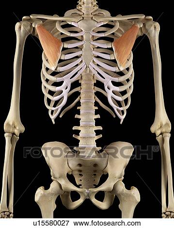 Stock Photo - Human back muscles, computer illustration.. Fotosearch
