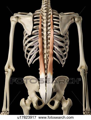 Stock Photo - Human back muscles, computer illustration.. Fotosearch