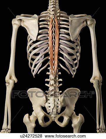 Stock Photo - Human back muscles, computer illustration.. Fotosearch