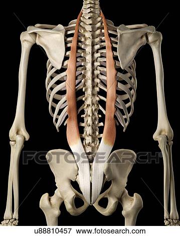 Stock Photo - Human back muscles, computer illustration.. Fotosearch