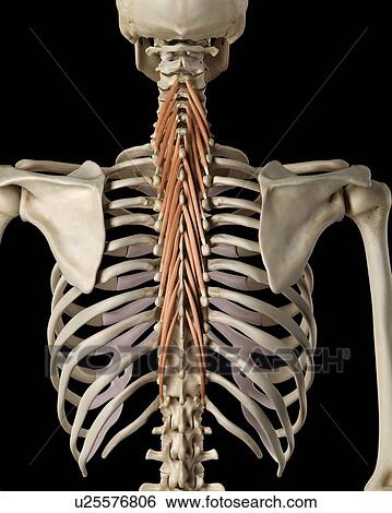 Stock Photograph - Human back muscles, computer illustration.. Fotosearch