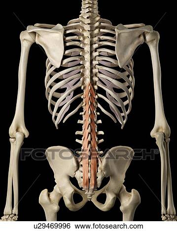 Stock Photograph - Human back muscles, computer illustration.. Fotosearch