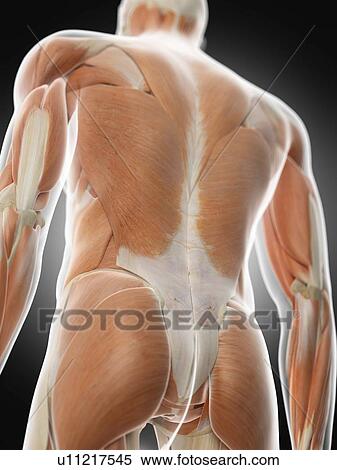 Stock Photography - Human back muscles, computer illustration.. Fotosearch