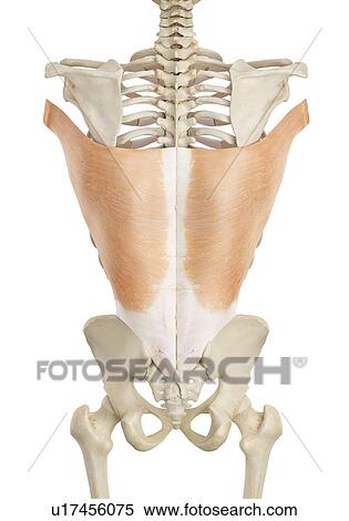 Stock Photography - Human back muscles, computer illustration.. Fotosearch