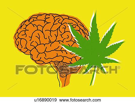 Stock Photo - Human brain and cannabis leaf, illustration.. Fotosearch