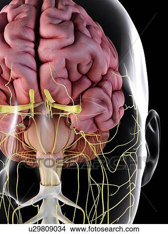 Human brain and nerves, computer illustration. View Large Photo Image Picture - Human brain and nerves, computer illustration.. Fotosearch