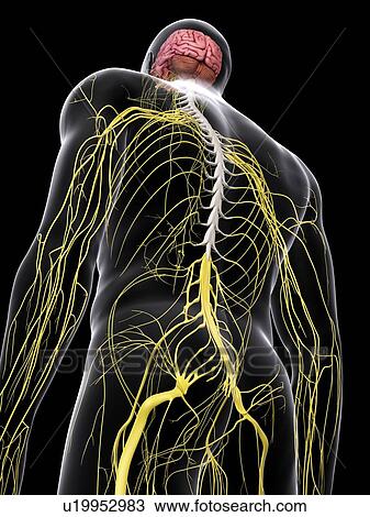 Stock Image - Human brain and nervous system, computer illustration.. Fotosearch