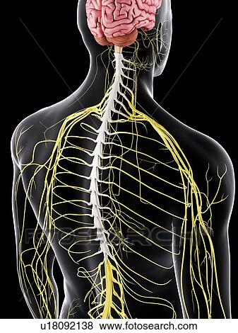 Human brain and nervous system, computer illustration. View Large Photo Image Stock Photo - Human brain and nervous system, computer illustration.. Fotosearch