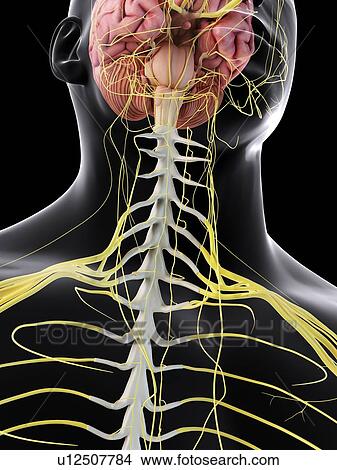 Human brain and spinal cord, computer illustration. View Large Photo Image Picture - Human brain and spinal cord, computer illustration.. Fotosearch