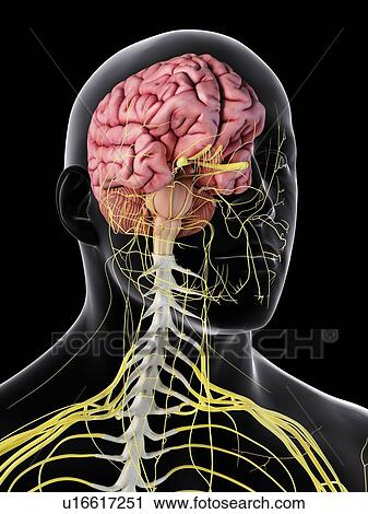Stock Image - Human brain and spinal cord, computer illustration.. Fotosearch
