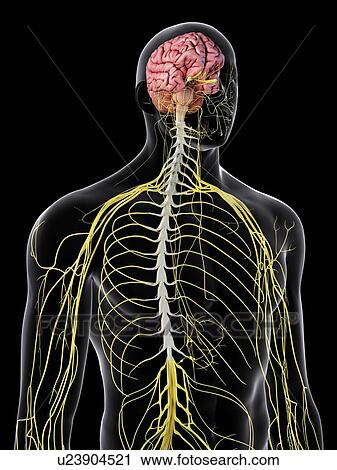 Human brain and spinal cord, computer illustration. View Large Photo Image Stock Image - Human brain and spinal cord, computer illustration.. Fotosearch