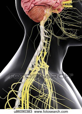 Stock Image - Human brain and spinal cord, computer illustration.. Fotosearch