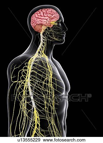 Stock Photo - Human brain and spinal cord, computer illustration.. Fotosearch