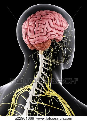 Stock Photo - Human brain and spinal cord, computer illustration.. Fotosearch