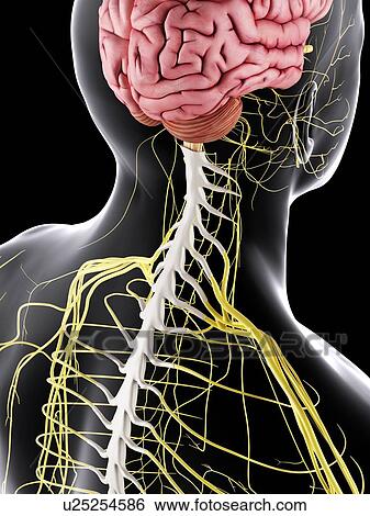 Stock Photograph - Human brain and spinal cord, computer illustration.. Fotosearch