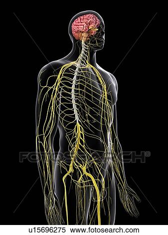 Human brain and spinal cord, computer illustration. View Large Photo Image Stock Photography - Human brain and spinal cord, computer illustration.. Fotosearch