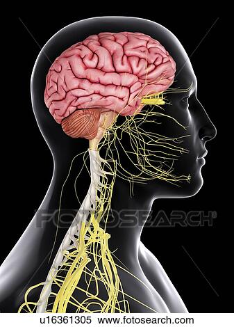 Human brain and spinal cord, computer illustration. View Large Photo Image Stock Photography - Human brain and spinal cord, computer illustration.. Fotosearch