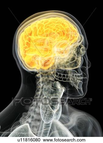 Human brain, computer illustration. View Large Photo Image Stock Image - Human brain, computer illustration.. Fotosearch