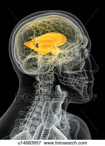 Stock Photo - Human brain, computer illustration.. Fotosearch
