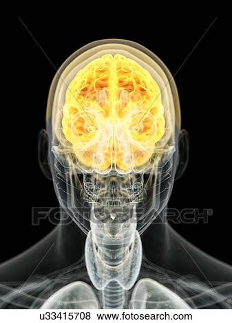 Human brain, computer illustration. View Large Photo Image Stock Photo - Human brain, computer illustration.. Fotosearch