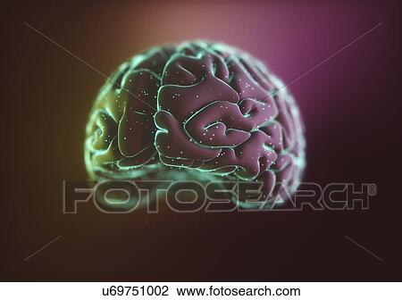 Human brain, illustration. View Large Photo Image Stock Image - Human brain, illustration.. Fotosearch