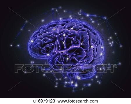 Human brain networks, illustration. View Large Photo Image Stock Image - Human brain networks, illustration.. Fotosearch