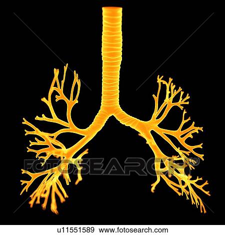 Human bronchi, computer illustration. View Large Photo Image Stock Photo - Human bronchi, computer illustration.. Fotosearch