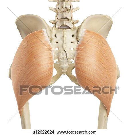 Picture - Human buttock muscles, computer illustration.. Fotosearch