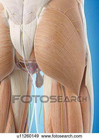 Stock Photo - Human buttock muscles, computer illustration.. Fotosearch