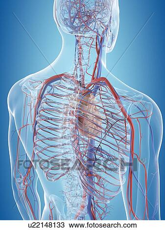 Stock Image - Human cardiovascular system, computer illustration.. Fotosearch