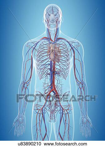 Stock Image - Human cardiovascular system, computer illustration.. Fotosearch