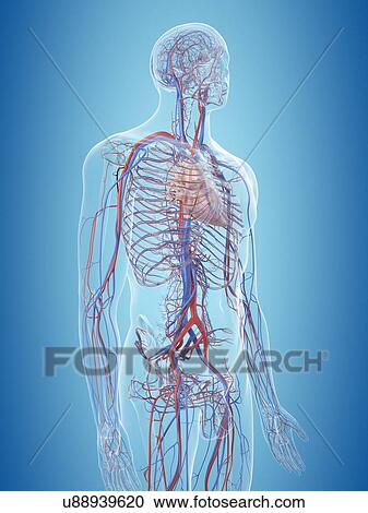 Stock Image - Human cardiovascular system, computer illustration.. Fotosearch