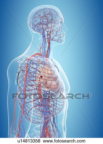 Stock Photo - Human cardiovascular system, computer illustration.. Fotosearch