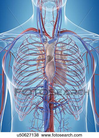 Stock Photo - Human cardiovascular system, computer illustration.. Fotosearch