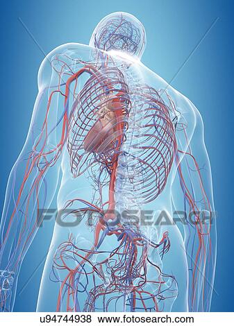 Human cardiovascular system, computer illustration. View Large Photo Image Stock Photo - Human cardiovascular system, computer illustration.. Fotosearch